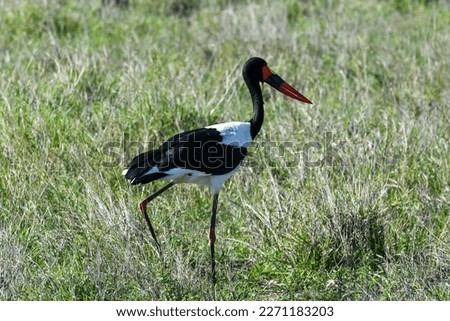 A Saddle billed stork on Kruger national park in South Africa