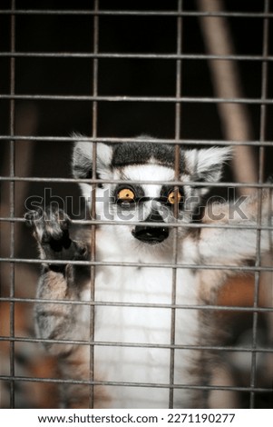 Also from the Debrecen Zoo, the pictures show the afternoon of the incredibly cute Lemurs.