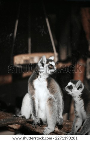 Also from the Debrecen Zoo, the pictures show the afternoon of the incredibly cute Lemurs.