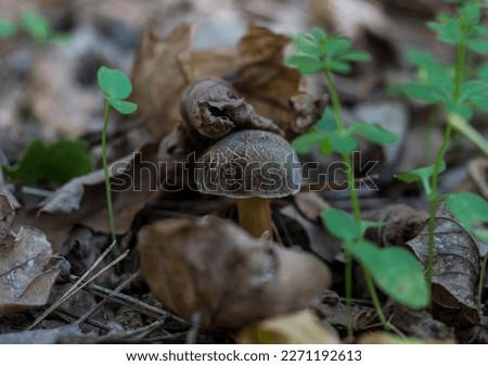mushroom mushrooms in the forest forest picture autumn summer