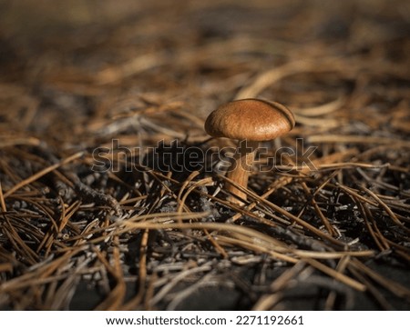 mushroom mushrooms in the forest forest picture autumn summer