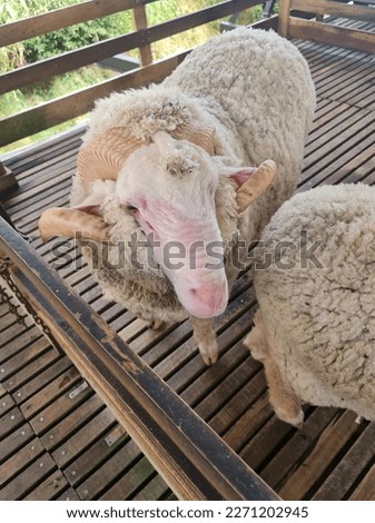 visiting sheep sanctuary at cameron highland