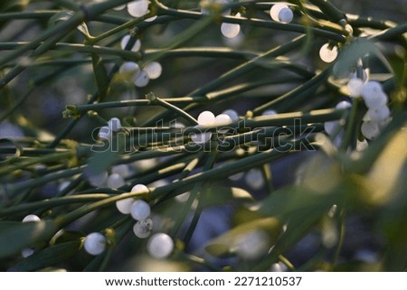 green branches of white mistletoe close-up, Viscum album, Santalaceae, symbol romance, fertility, and vitality, hemiparous plant, tree killer, spring pruning of trees, white mistletoe on tree branches