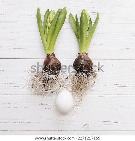 Abstract photo, hyacinths and their bulbs with an egg, Easter bunny