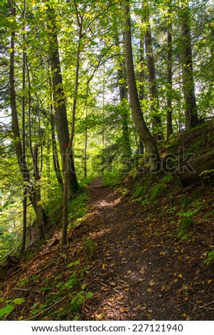 scenic and beautiful tourism trail in the woods near river. latvia.