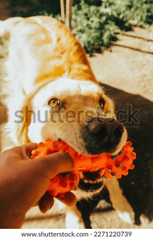 Picture of golden retriever dog playing with a plastic bone. Concept of pets, domestic animals and dogs.