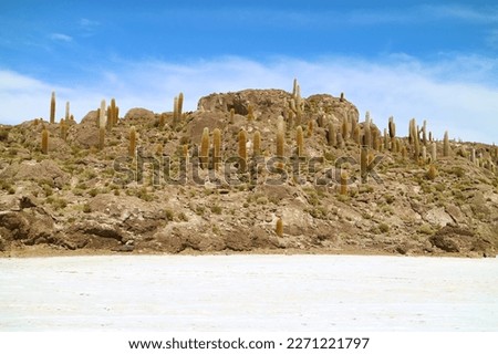 Amazing Rocky Outcrop on Uyuni Salt Flats Known as Isla del Pescado or Isla Incahuasi with Uncountable Giant Cactus Plants, Bolivia, South America