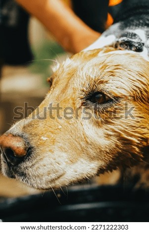 photograph of golden retriever dog getting a bath at home. Concept of pets, domestic animals and dogs.