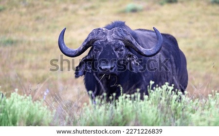 Front View of a Wet Buffalo Bull with Grass Strands in His Mouth and a Blurred Back and Fore Ground Pictured After a Rain Shower in the iSimangaliso Park, St Lucia, KwaZulu-Natal, South Africa