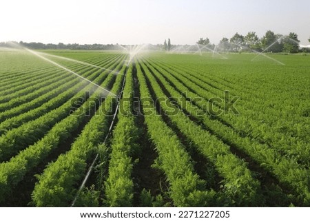 Irrigation of agricultural areas in summer Royalty-Free Stock Photo #2271227205