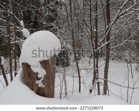 sawn-off tree trunk with "snow hat" in snowy forest