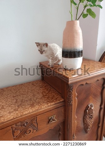 Snow Lynx Bengal kitten with blue eyes and black and grey spots and stripes, sitting behind a pink vase on a marble and wood dresser in Art Deco style.