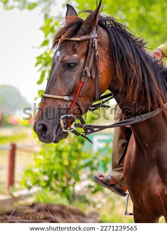 A beautiful horse picture during the murree tour 2023.