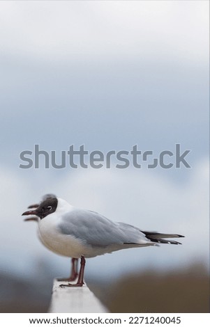 Black headed gulls in a line with very tight focus on the first bird. The other two birds beaks can be seen in soft focus making for an outstanding picture of these beautiful sea birds.