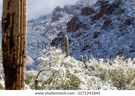 Rare snow in the Sonoran Desert. March 1st, 2023 in Pima Canyon north of Tucson, Arizona. Beautiful winter landscape with saguaro cactus, cliffs, blue sky and misty clouds. Cold, serene, and stunning.