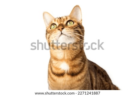 Close-up portrait of a serious cat. Muzzle of a cute Bengal cat. Muzzle of a brown domestic cat on a white background.