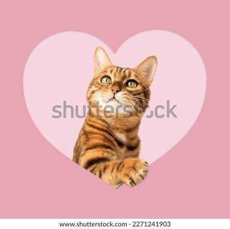 Red cat peeks out of a hole in the shape of a heart on a pink background. Valentines day concept, greeting card, print, advertisement, poster. Copy space. Royalty-Free Stock Photo #2271241903