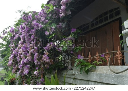 Flowers blooming on the verandah of a house in spring.