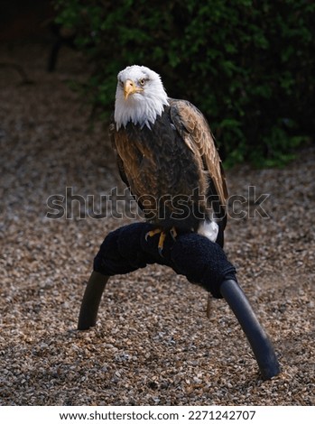 Beautiful eagle in English bird zoo
