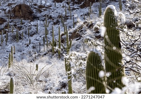 A rare snow storm in the Sonoran Desert with saguaro cactus covered in snow. Pima Canyon hiking trail on March 1st, 2023. North of Tucson, Arizona in the Catalina Mountains. Stunning winter landscape.