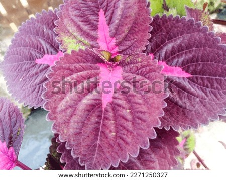 The pink-purple coleus or miana plant is a type of variant of this plant 5
