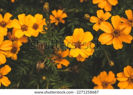Yellow daisies on a bush