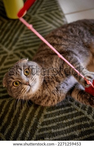 The kitten plays with a rope on a wooden stick