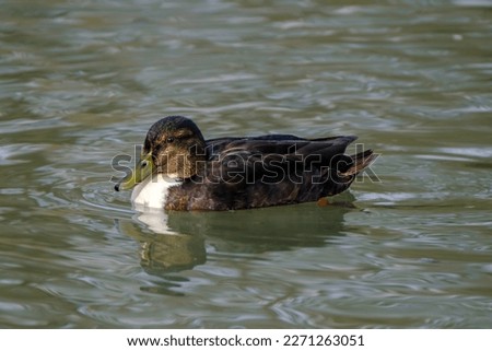 American black duck in a water with beautiful reflections.