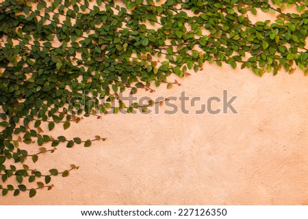 Green plant on brick wall
