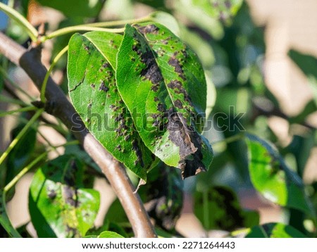 Blackened and twisted leaves of a young pear Royalty-Free Stock Photo #2271264443