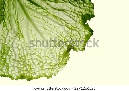 Savoy cabbage leaf. Close up texture, copy space for text. Light green colors. Raw fresh vegetable. Healthy nutrient for diet Royalty-Free Stock Photo #2271266523