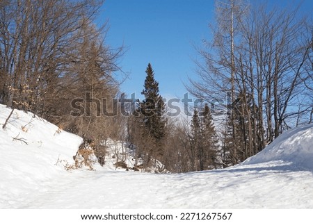 Alpine Forest in a Sunny Meadow. Winter season