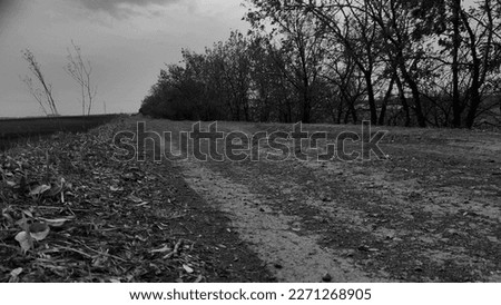 Black and White picture of a long road in Autumn 