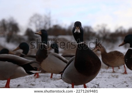 ducks, snow, feeding, wind, winter