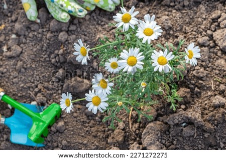 Spring garden decoration with flowers, planting daisies in the ground near the house, home gardening and hobby