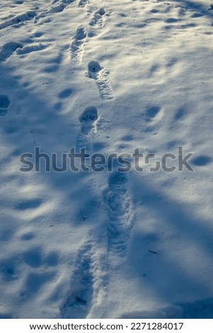 Human footprints in the snow in winter. Fresh human footprints in the snow