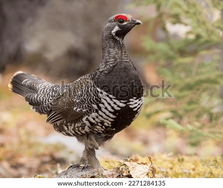 A Spruce Grouse at home in a northern Saskatchewan forest.