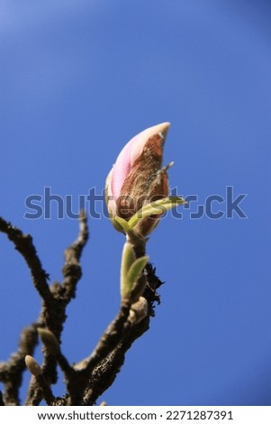 the bud of a magnolia against a blue sky