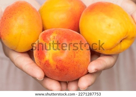 Close up picture of a girl handing over or showing four ripe bio apricot. Close up of a woman holding a full hands of bio apricot or peach.