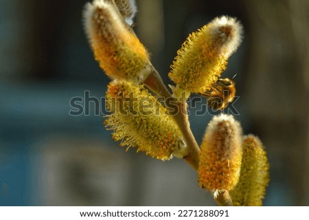 The sun shines on the side. spring flowering willow. the bee collects pollen. spring wallpaper. background. 