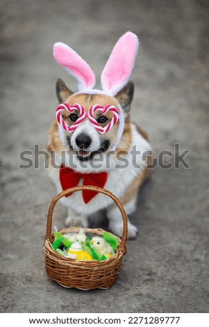cute funny corgi dog puppy in rabbit ears sits in the garden with an Easter basket