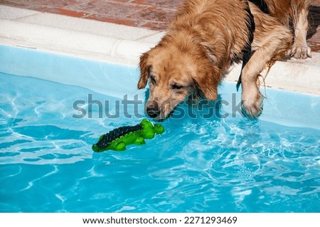 A Golden Retriever dog, Canis lupus familiaris, playing at the edge of a pool with a toy crocodile