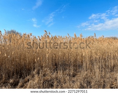Close-up of dried common reed landscape with blue sky on background