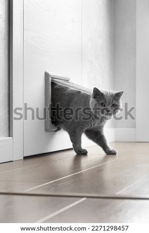 A British gray cat walks through a cat flap, cat hatch installed in a door and looks into the camera, a cat door in an apartment interior. Royalty-Free Stock Photo #2271298457