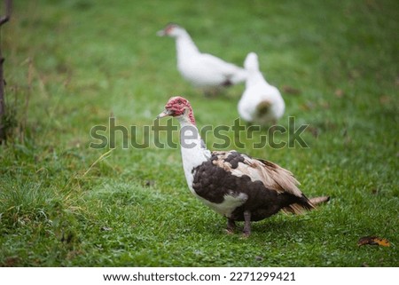  Muscovy duck at cloudy day in autumn, watching its girls