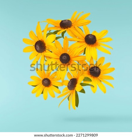 Beautiful yellow rudbeckia flower falling in the air isolated on turquoise background. Levitation or zero gravity flowers conception. Creative floral layout. High resolution image