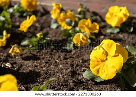Closeup of fresh ground and yellow viola flowers. Empty space