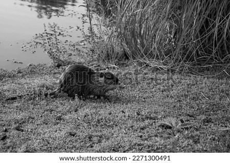 Creole otter or Myocastor coypus feeding on the shore of a lagoon