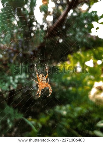 a small, colored spider builds a house in the garden