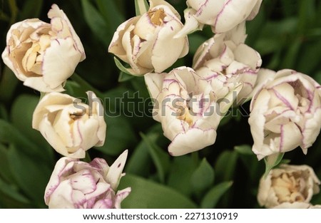 White tulips flowers in the garden